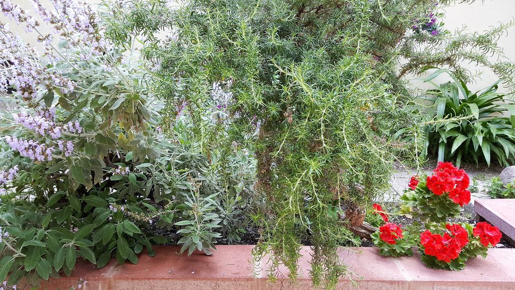 Bed and Breakfast Il Giardino Del Nespolo Alguer Exterior foto